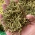 金银花二花湖南金银花一手货源产地直销量大从优