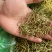 金银花二花湖南金银花一手货源产地直销量大从优