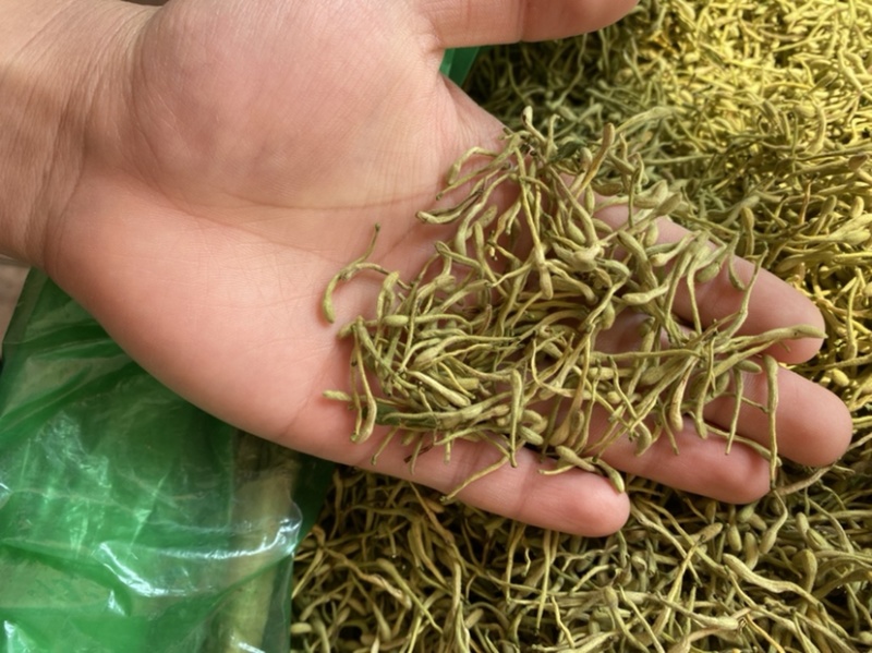 金银花二花湖南金银花一手货源产地直销量大从优