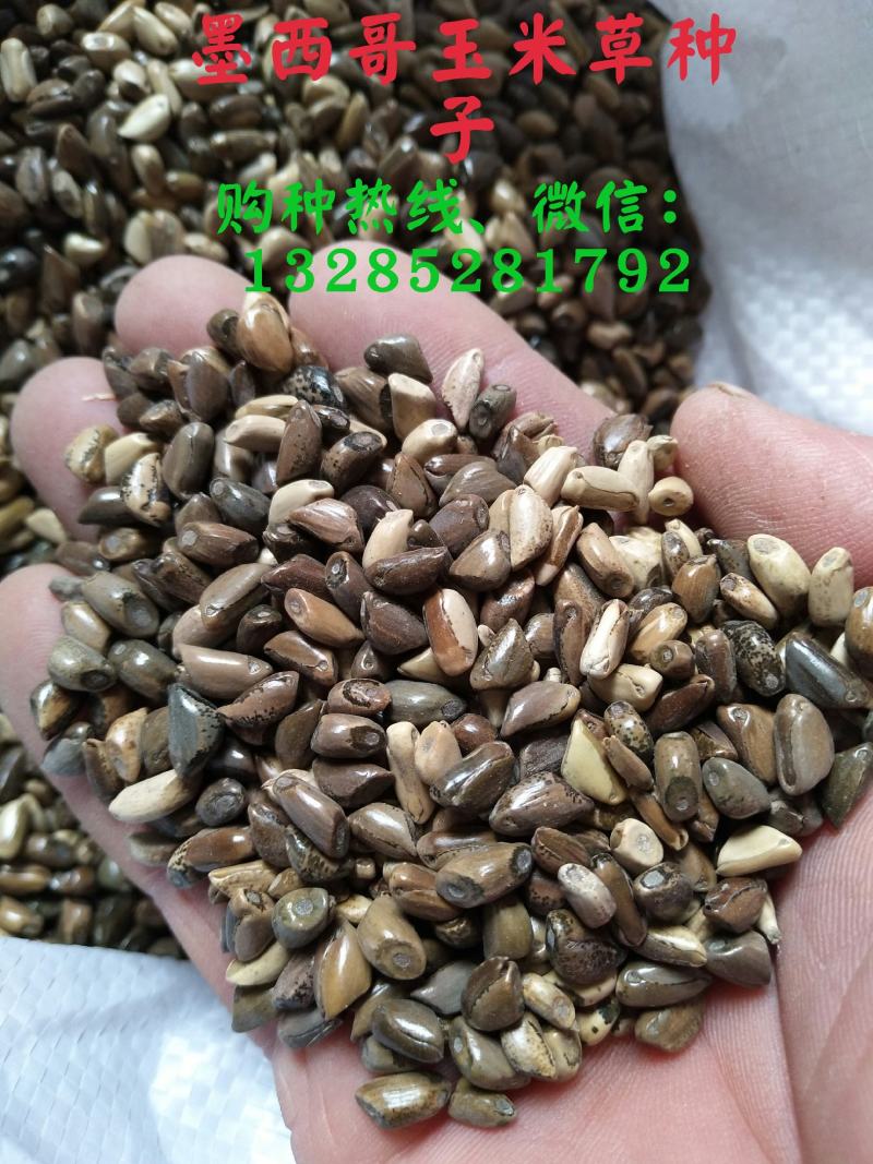 墨西哥高产牧草种子批发沭阳县绿之洲花卉有限公司