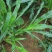 墨西哥高产牧草种子批发沭阳县绿之洲花卉有限公司
