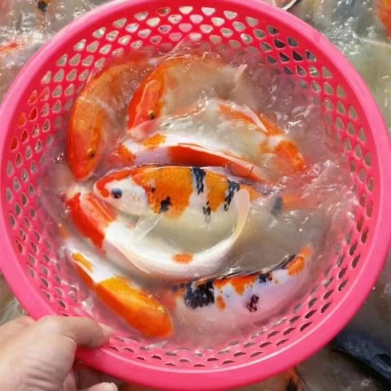 锦鲤鱼苗，三色锦鲤鱼苗，渔场一手货源，色泽靓，游姿美。