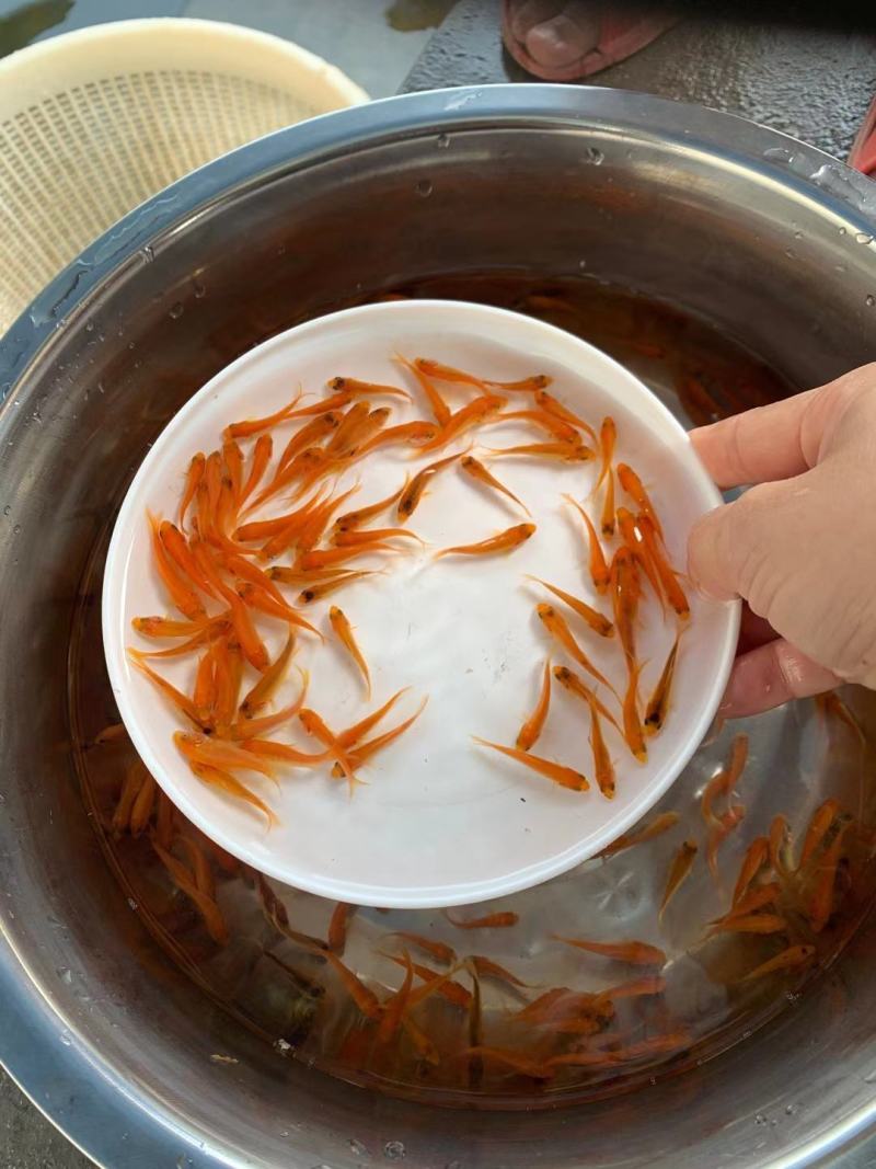 锦鲤鱼苗，三色锦鲤鱼苗，渔场一手货源，色泽靓，游姿美。