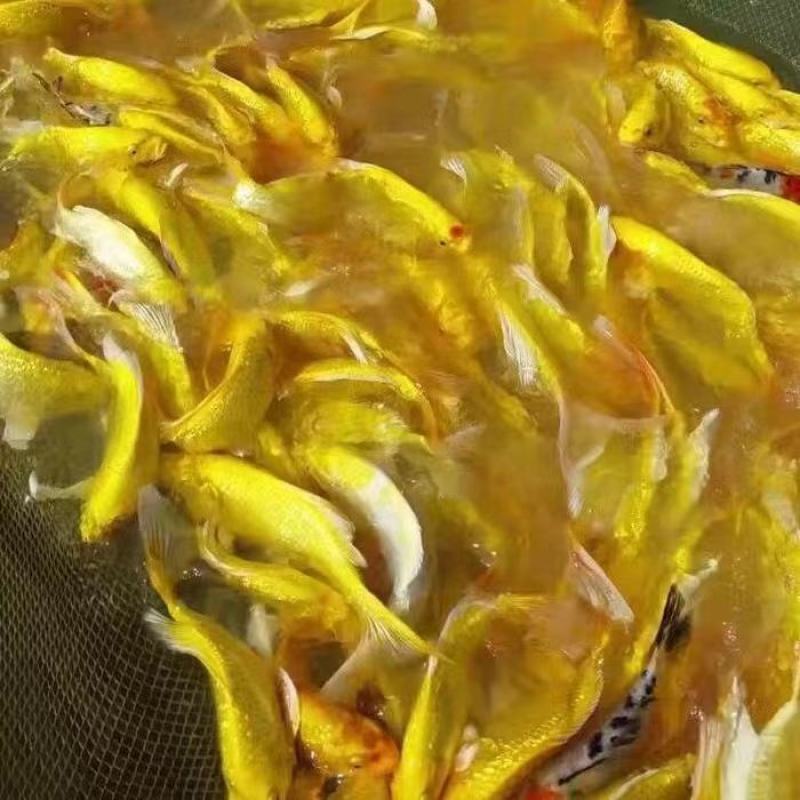 锦鲤鱼苗，三色锦鲤鱼苗，渔场一手货源，色泽靓，游姿美。