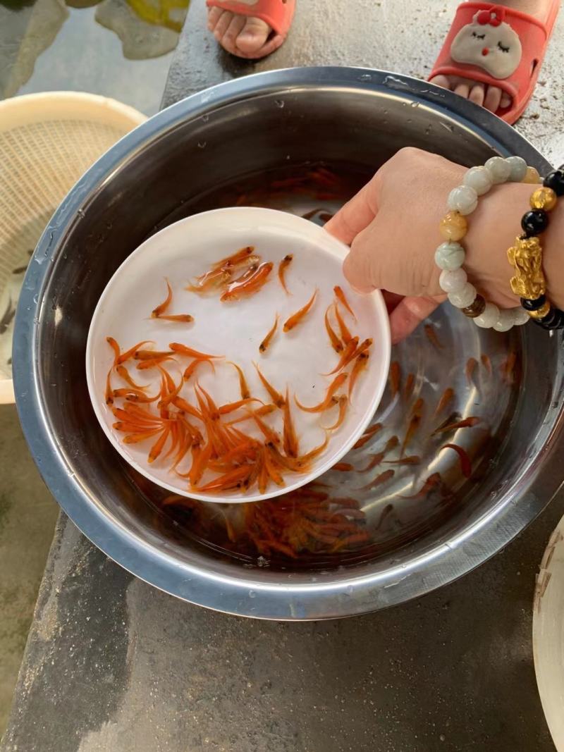 锦鲤鱼苗，三色锦鲤鱼苗，渔场一手货源，色泽靓，游姿美。