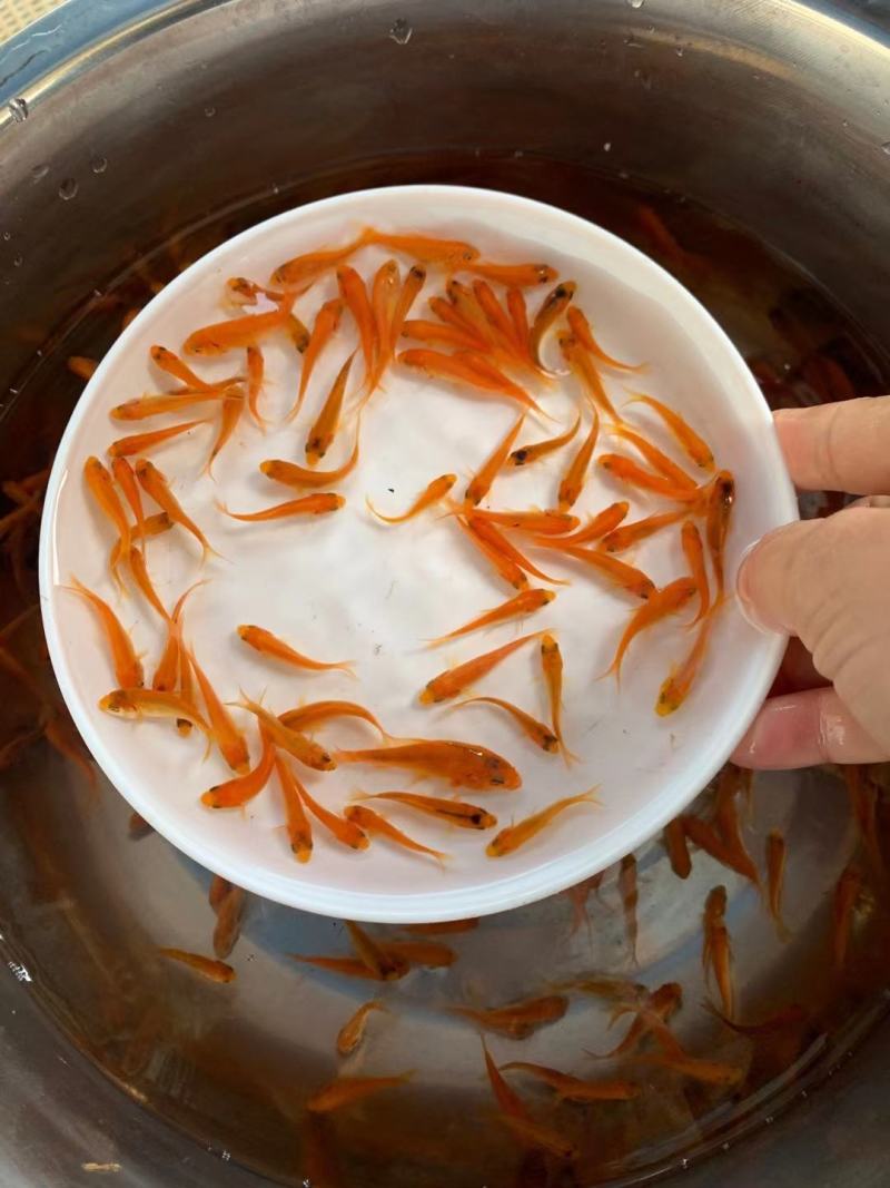 锦鲤鱼苗，三色锦鲤鱼苗，渔场一手货源，色泽靓，游姿美。