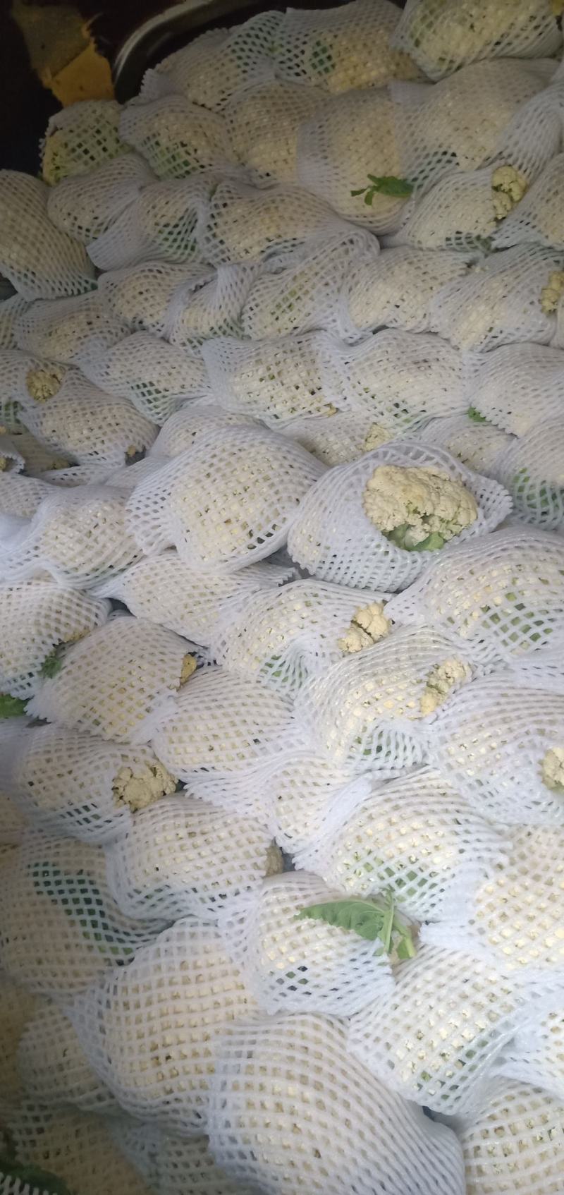 松花菜，散花，松花，有机菜花，咸阳有机花，陕西松花，三原