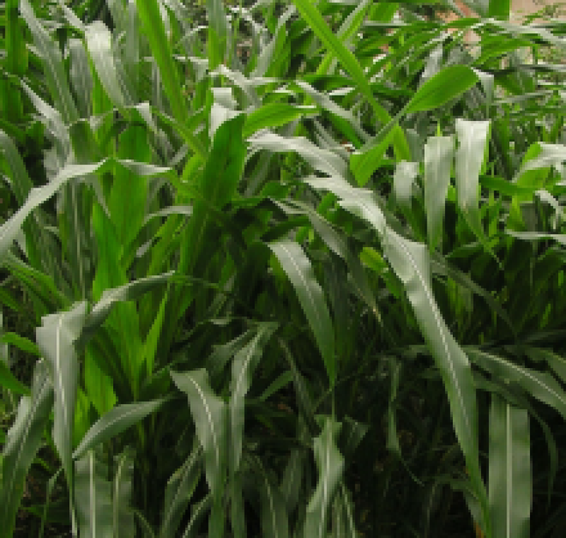 墨西哥高产牧草种子批发沭阳县绿之洲花卉有限公司