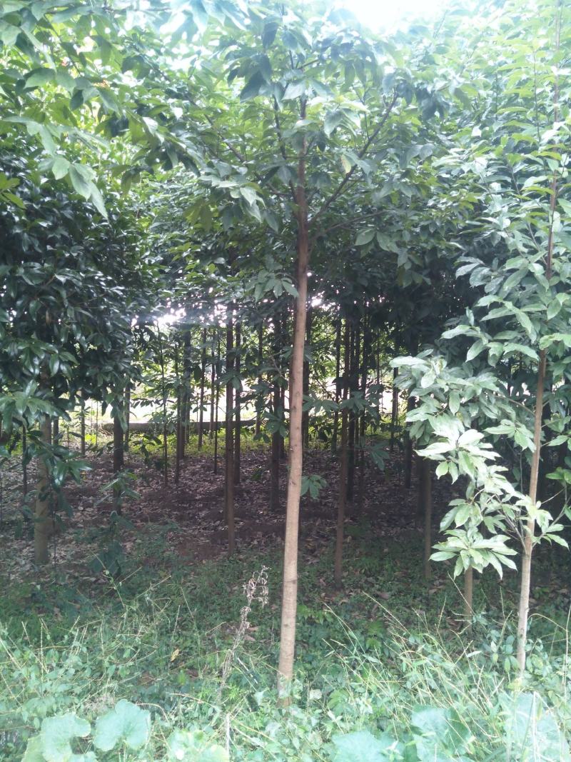 南川木菠萝树