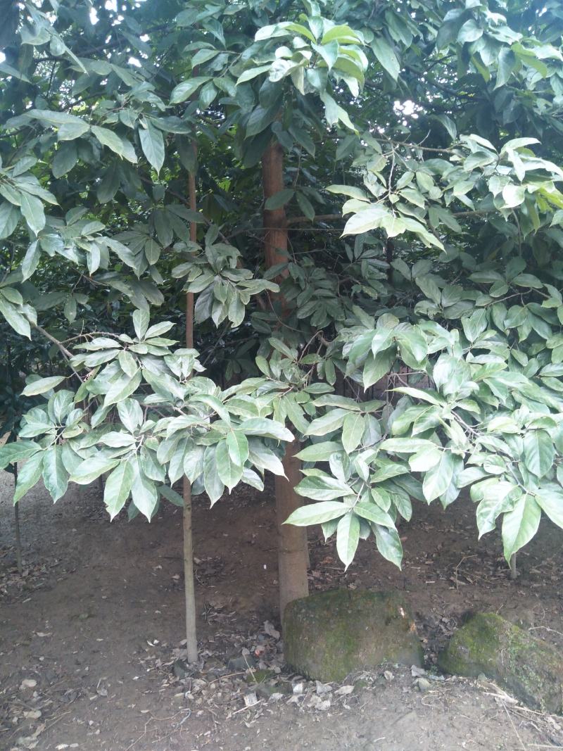 南川木菠萝树