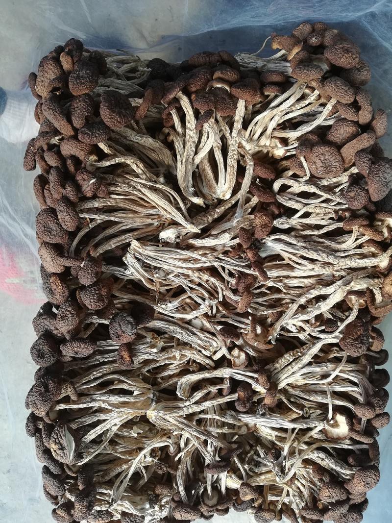 5号茶树菇，产地直供，货源充足，保质保量。