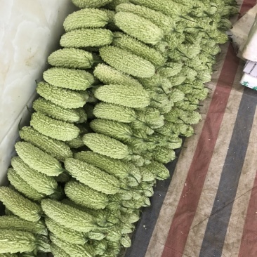 白珍珠苦瓜，原产地大量上市…………………………
