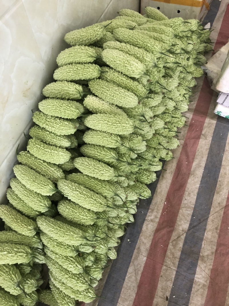 白珍珠苦瓜，原产地大量上市…………………………