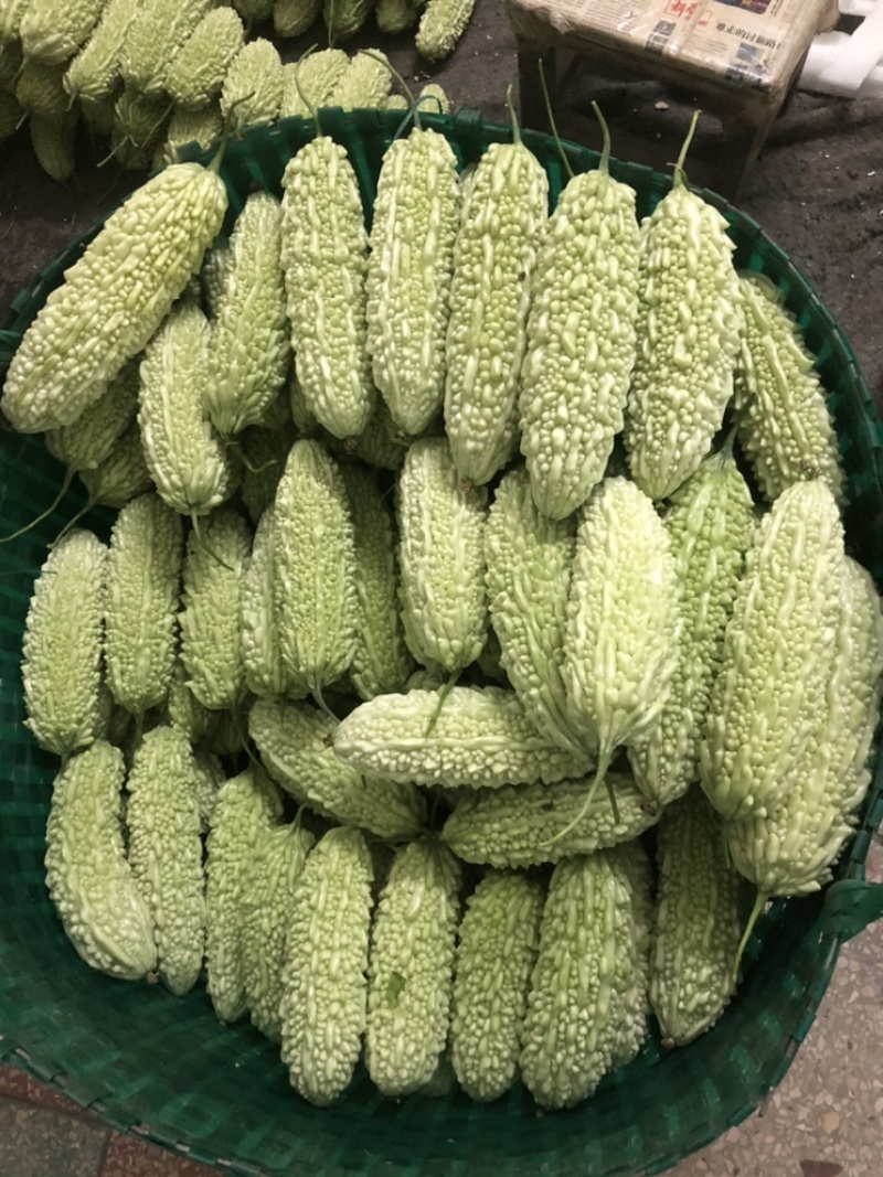 白珍珠苦瓜，原产地大量上市…………………………