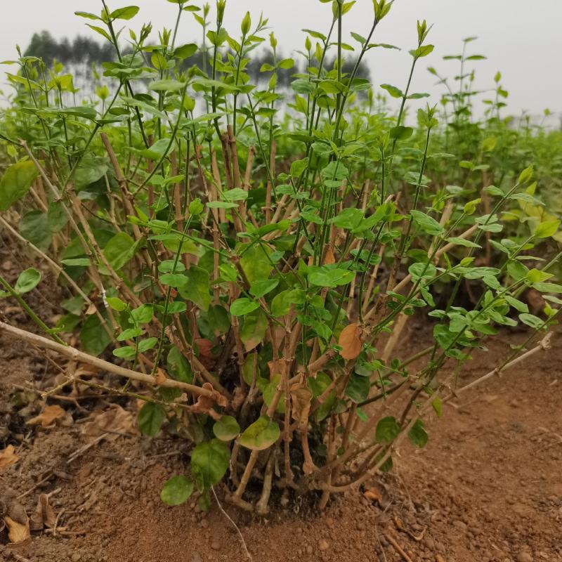 茉莉花地头老桩，新苗