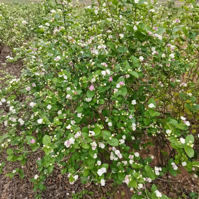茉莉花地头老桩，新苗