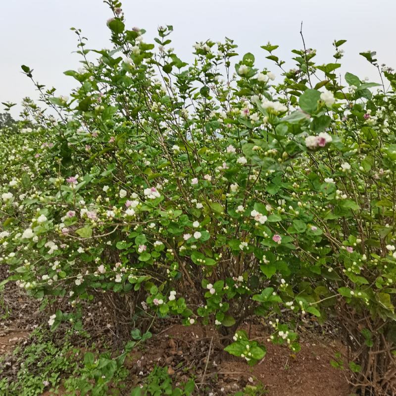 茉莉花地头老桩，新苗