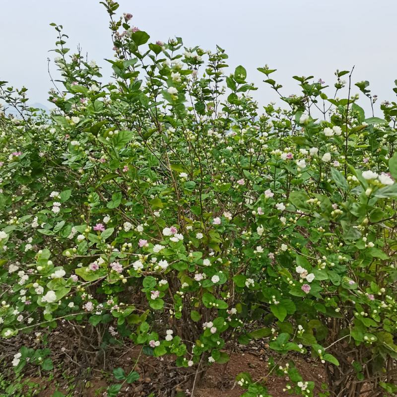 茉莉花地头老桩，新苗