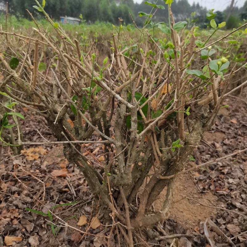 茉莉花地头老桩，新苗