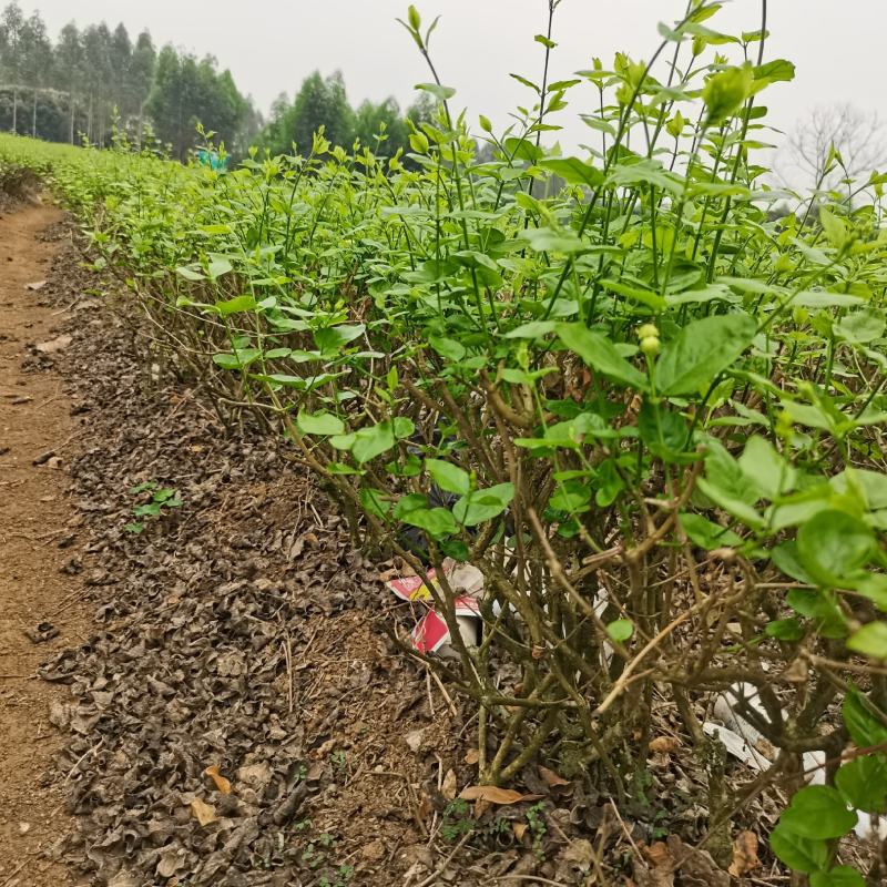 茉莉花地头老桩，新苗