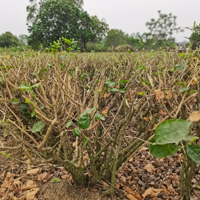 茉莉花地头老桩，新苗