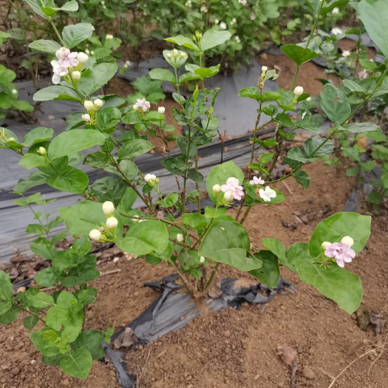 茉莉花地头老桩，新苗