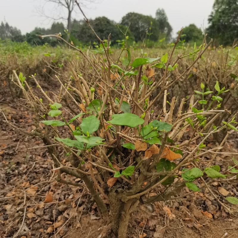 茉莉花地头老桩，新苗