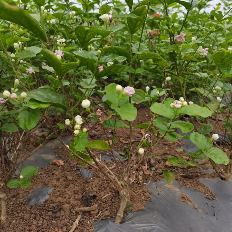 茉莉花地头老桩，新苗