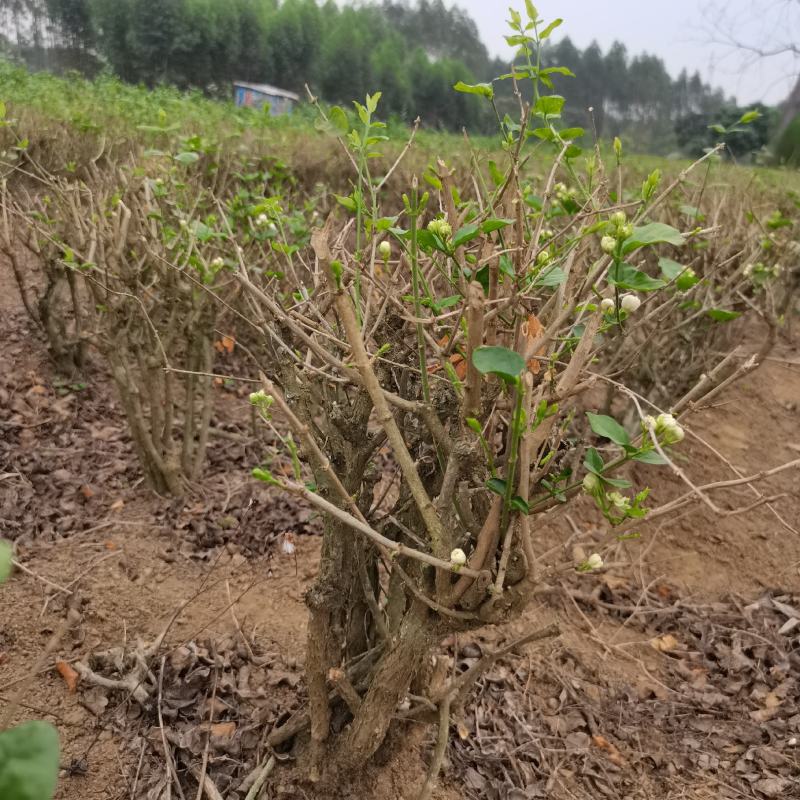 茉莉花地头老桩，新苗