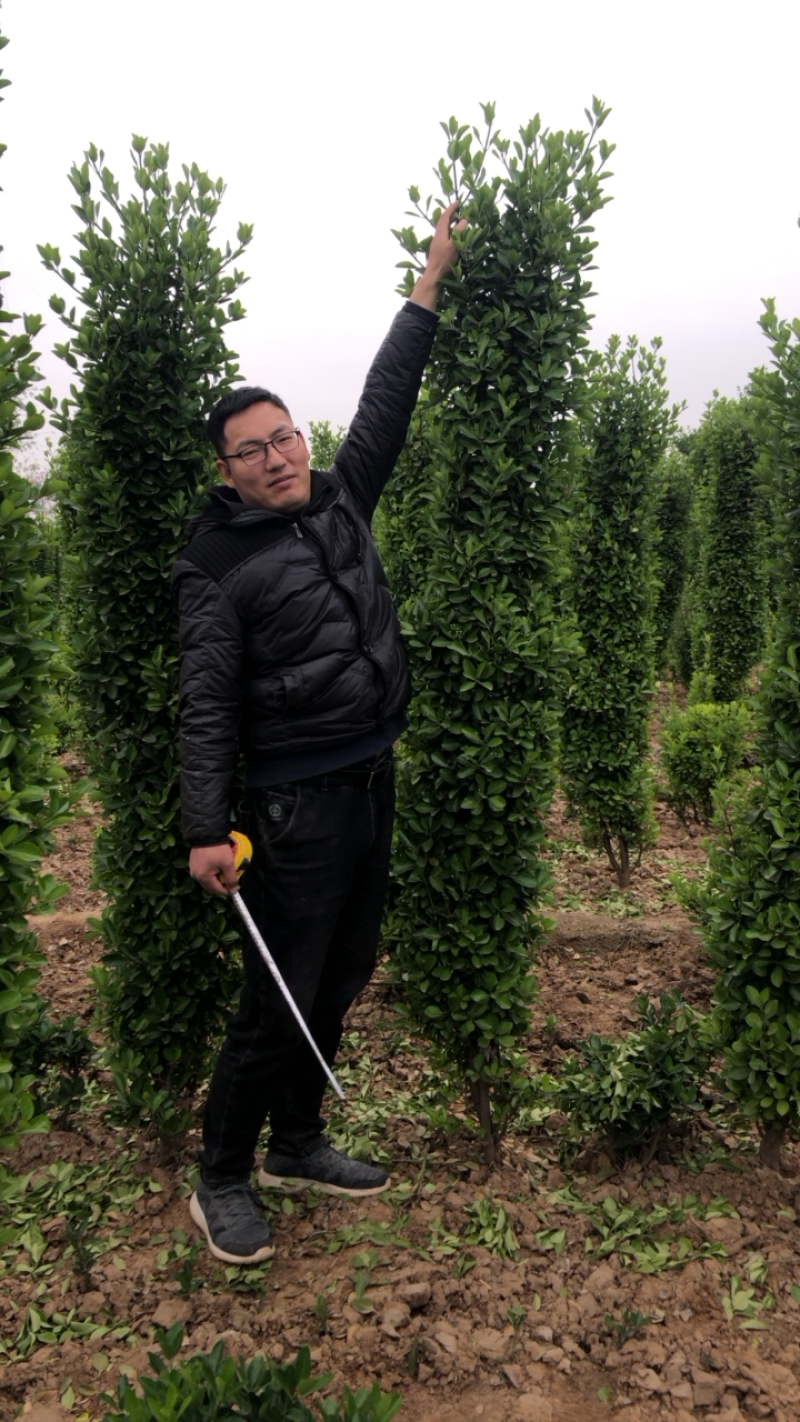大叶黄杨，万年青，黄杨柱，瓜子黄杨，北海道，各种规格