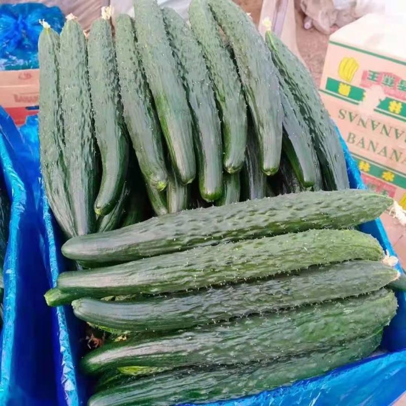 《黄瓜价格不高》鲜花蜜刺青肉油亮瓜，基地大量上市中，