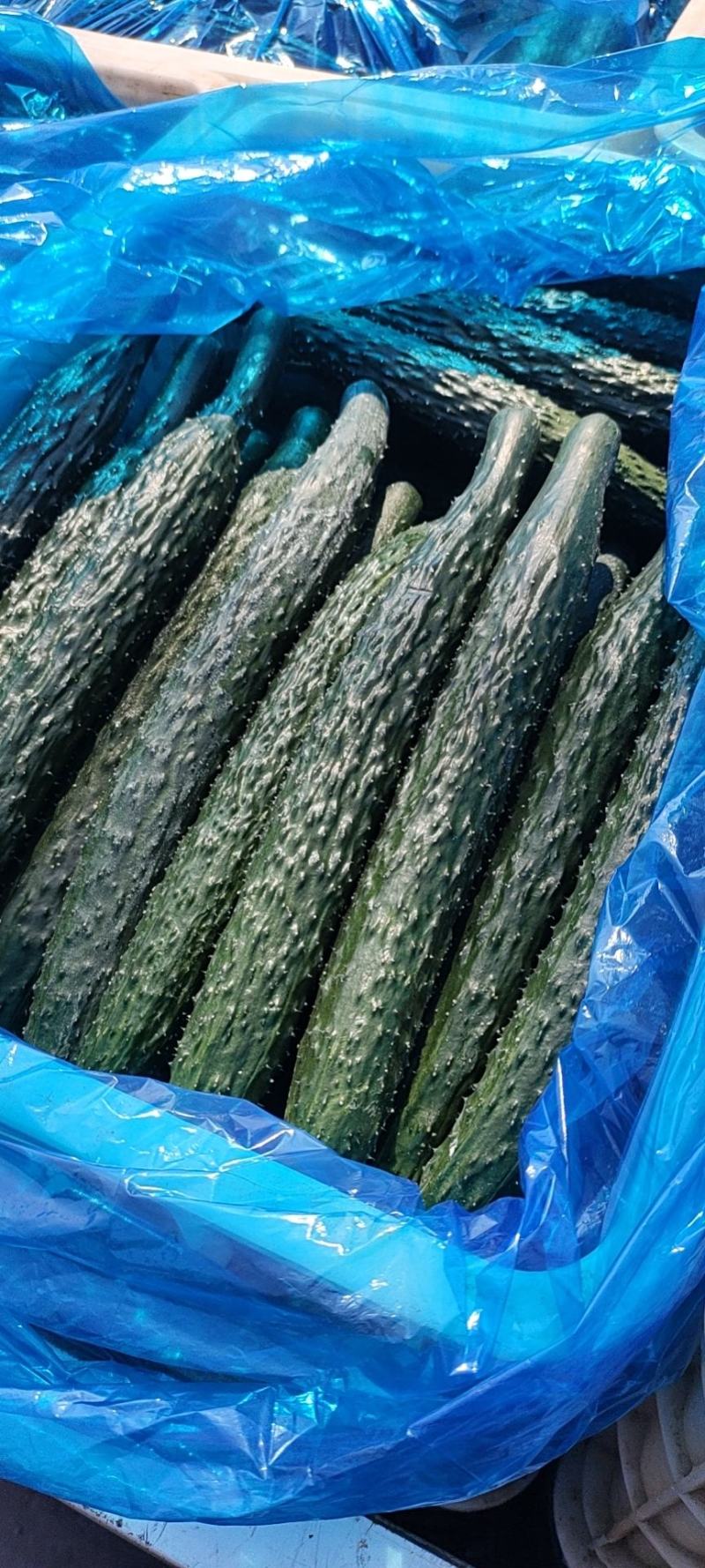 《黄瓜价格不高》鲜花蜜刺青肉油亮瓜，基地大量上市中，