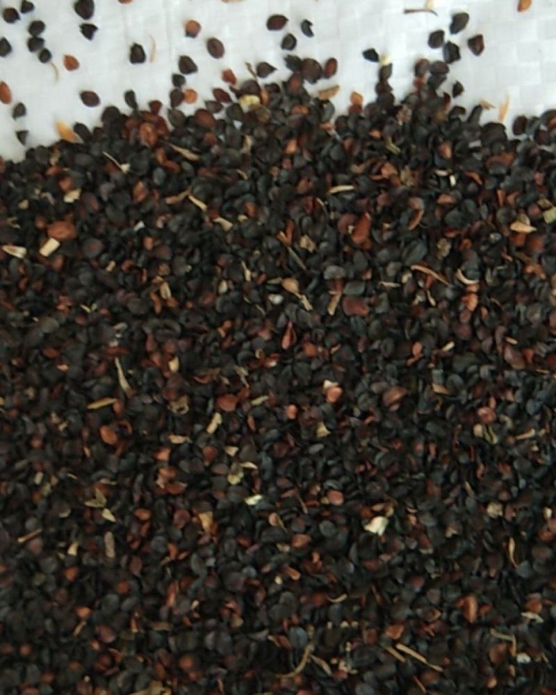 新产石竹种子又名瞿麦籽花卉绿化草花种子多年生