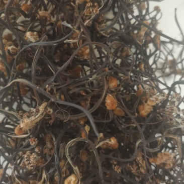 野生龙爪菜