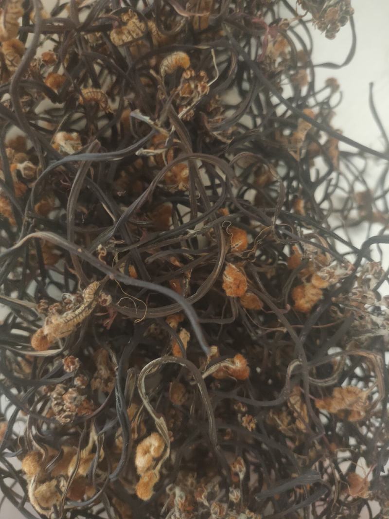 野生龙爪菜
