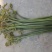 野生龙爪菜