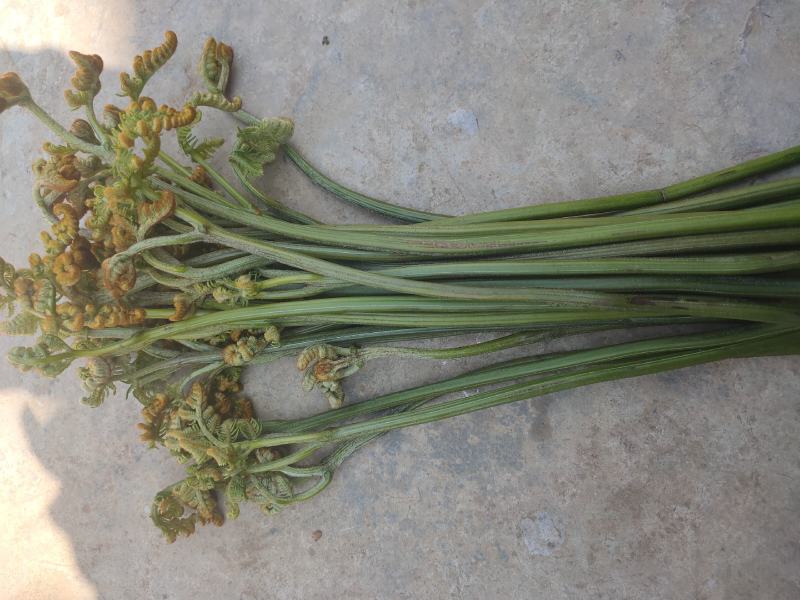 野生龙爪菜