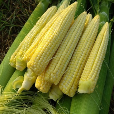 新鲜甜玉米笋小玉米芯仔新鲜蔬菜现摘迷你玉米笋水果玉米包邮