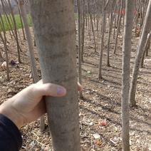 金叶复叶槭树周8、10、14量大欢迎咨询，几十亩地的苗