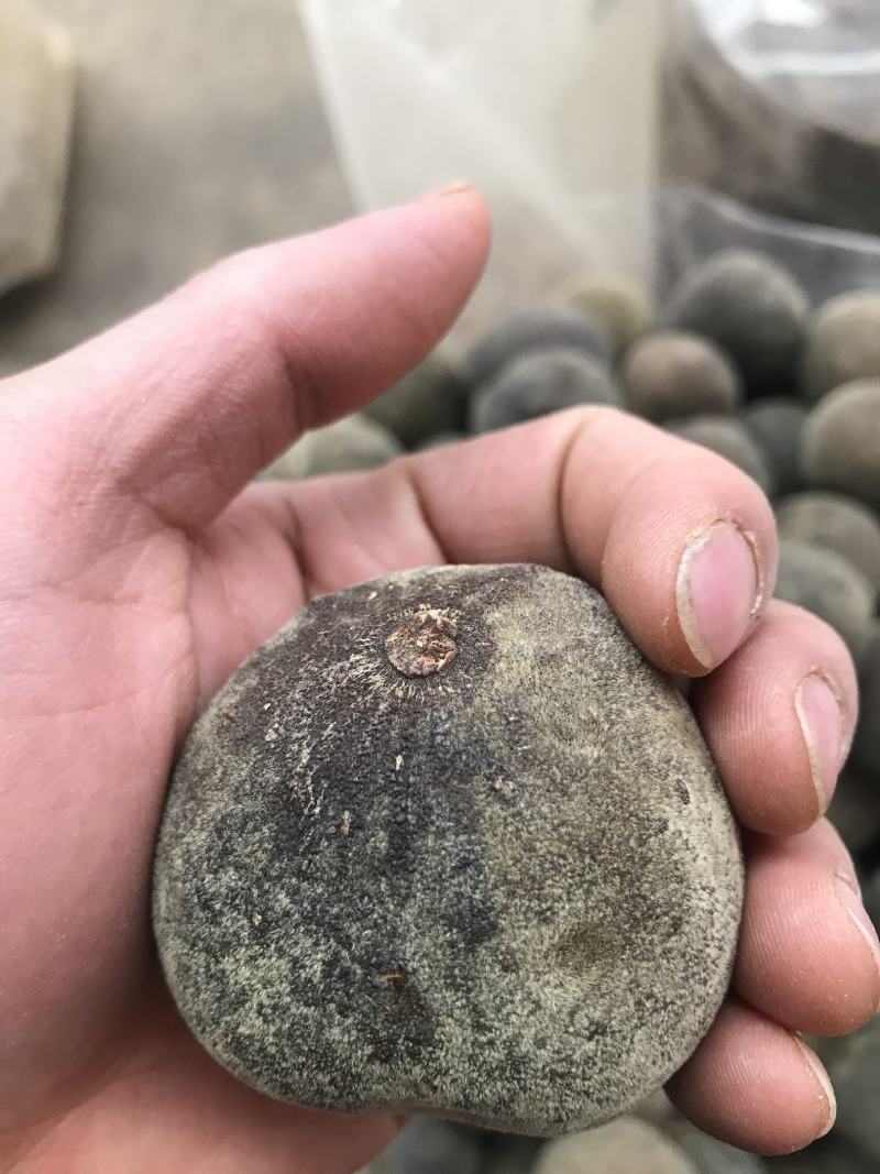 正宗陈年橘红八仙果陈皮化州正品柚子参清凉润喉桔红橘红果