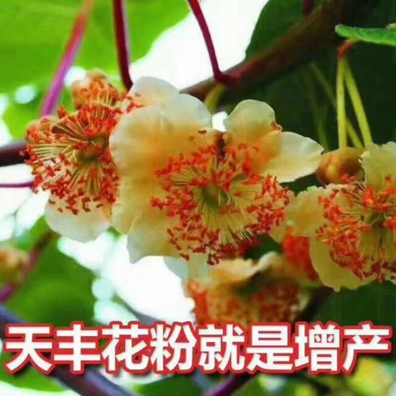 熊猫牌，天丰牌猕猴桃专用花粉等
