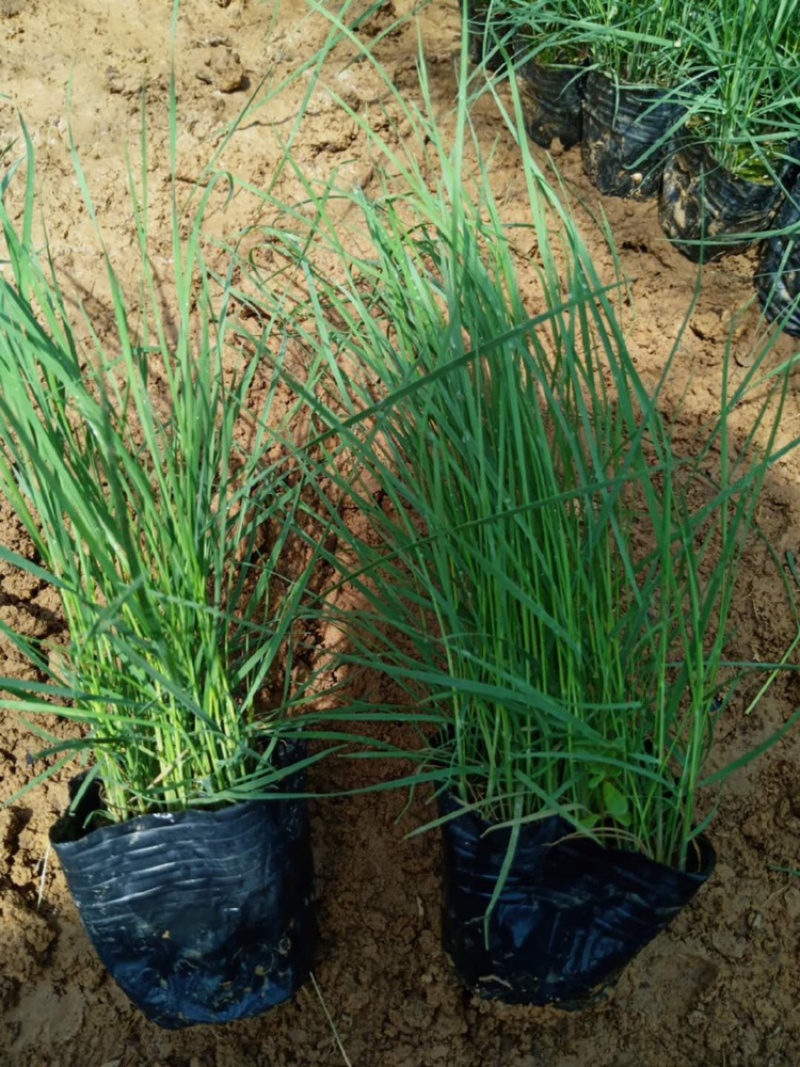 苔草，青绿苔草，基地直供，大量批发满盆，草坪