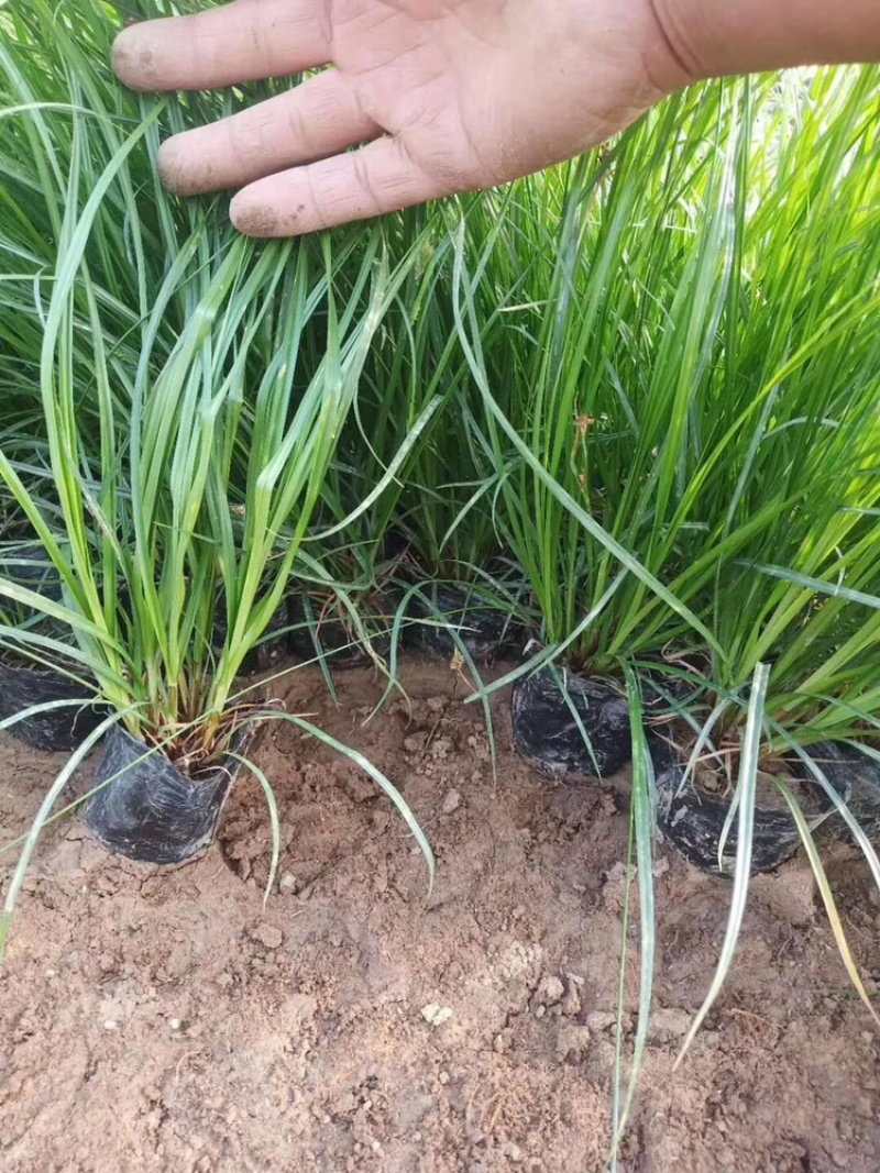 苔草，青绿苔草，基地直供，大量批发满盆，草坪