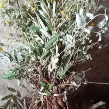 翻白草，天青地白*.正宗的2026年的新货.欢迎订购。