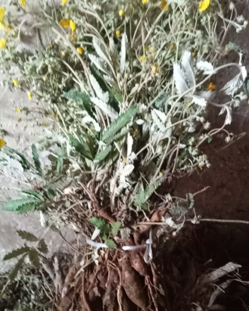 翻白草，天青地白*.正宗的2026年的新货.欢迎订购。