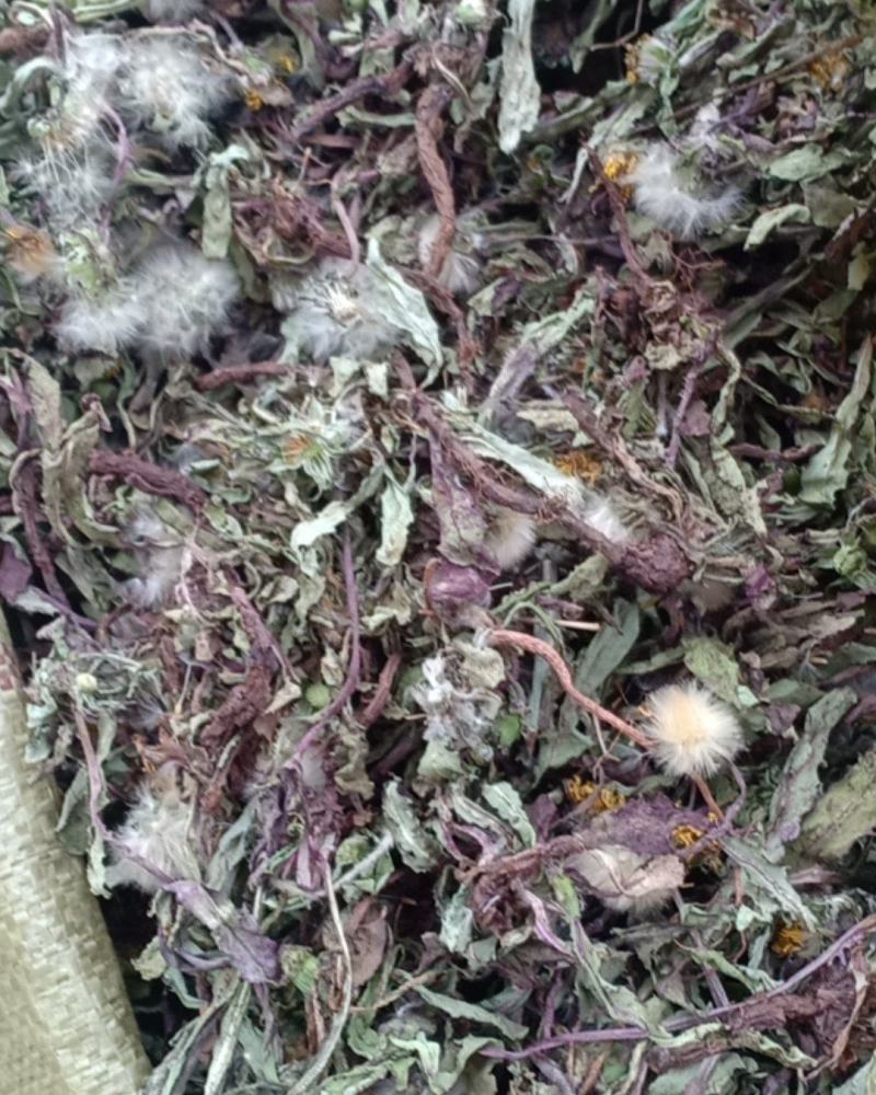 产地直发蒲公英自然全草，沂蒙山山区里的自然蒲公英。