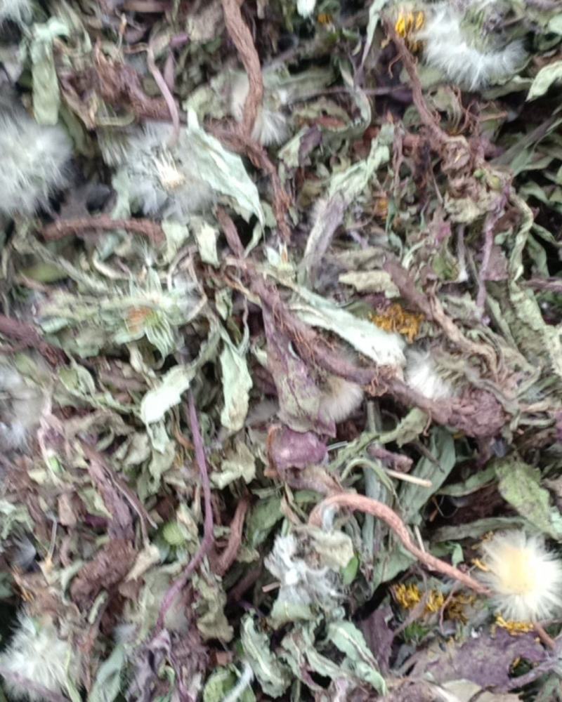 产地直发蒲公英自然全草，沂蒙山山区里的自然蒲公英。