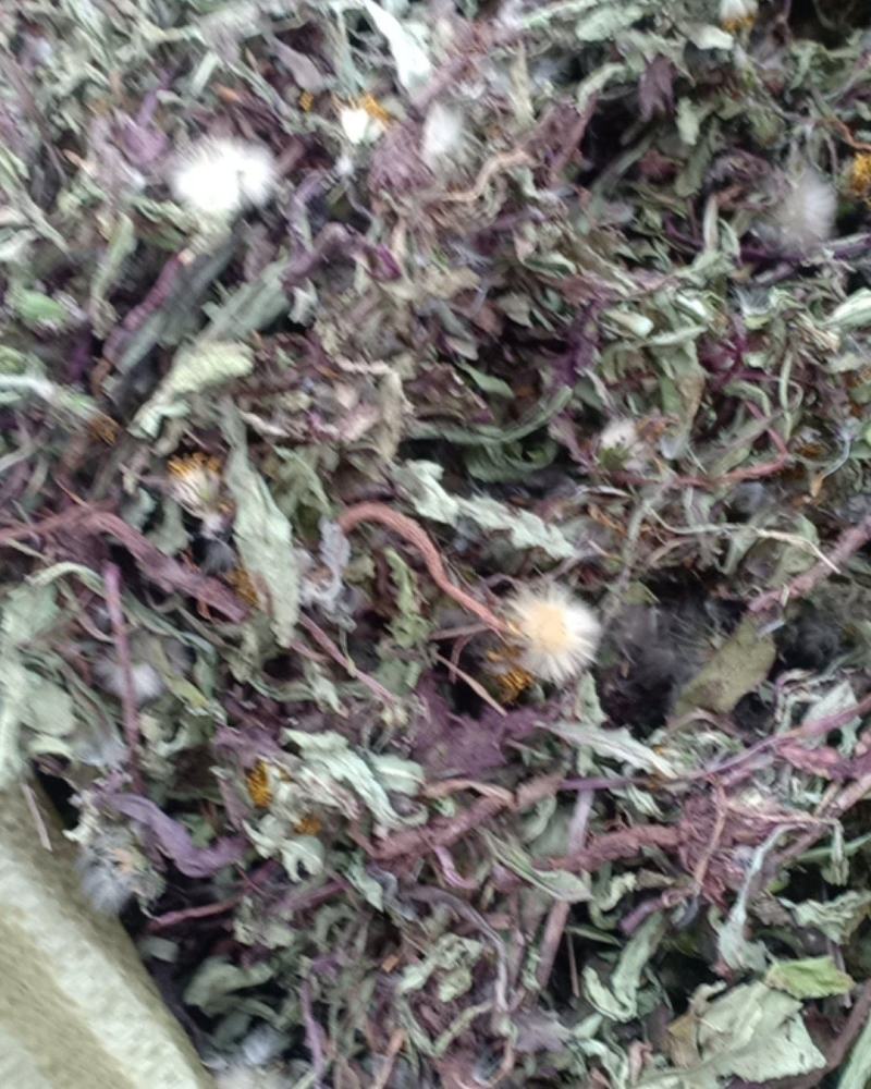 产地直发蒲公英自然全草，沂蒙山山区里的自然蒲公英。