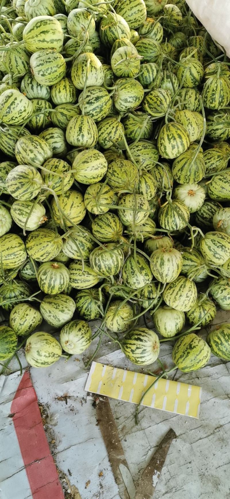 山东甜瓜，