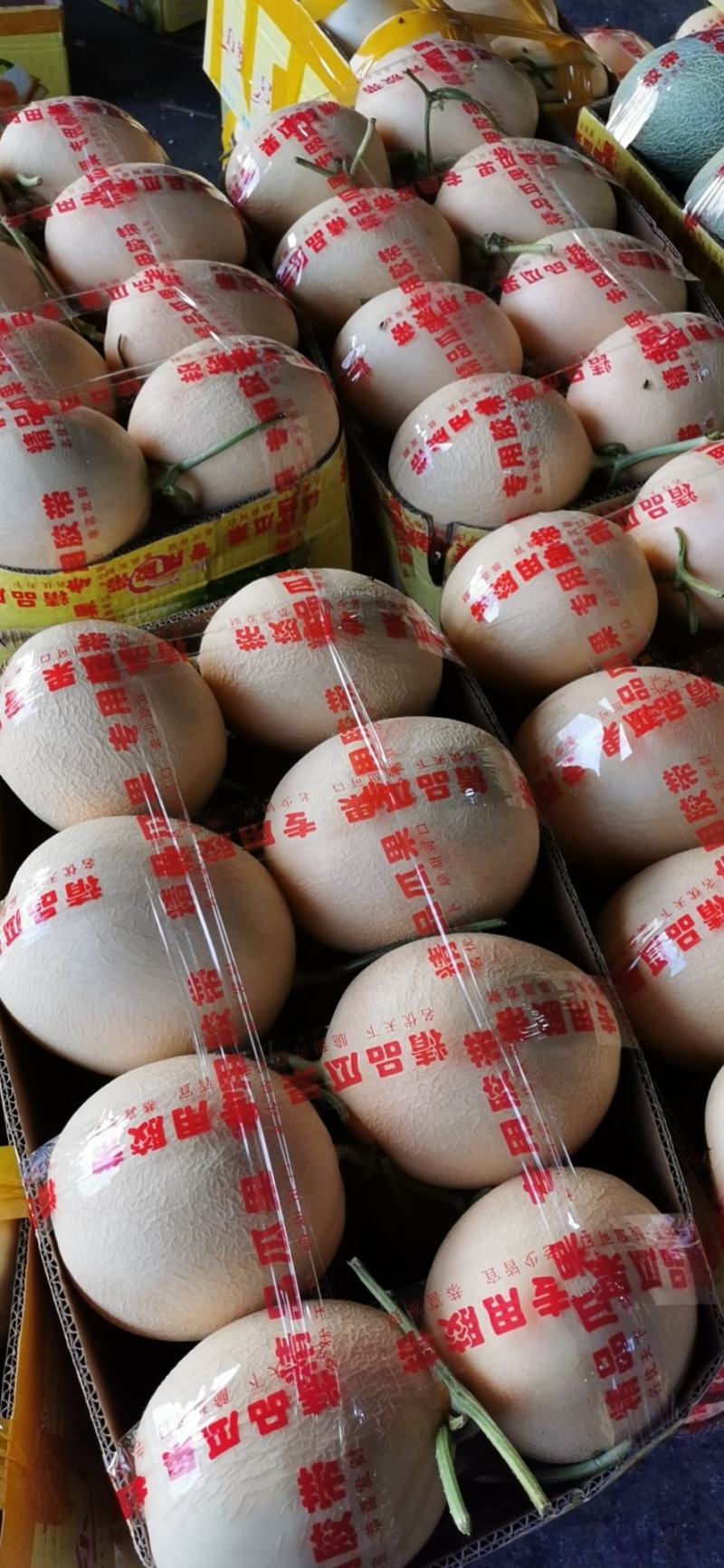 山东甜瓜，